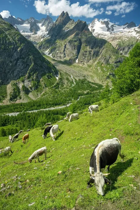 Framed Print : Europe, Italy, Aosta Valley. On the Tour du Mont Blanc TMB in front of the Mont Blanc Massif. A herd of cattle Framed Print : Europe, Italy, Aosta Valley. On the Tour du Mont Blanc TMB in front of the Mont Blanc Massif. A herd of cattle