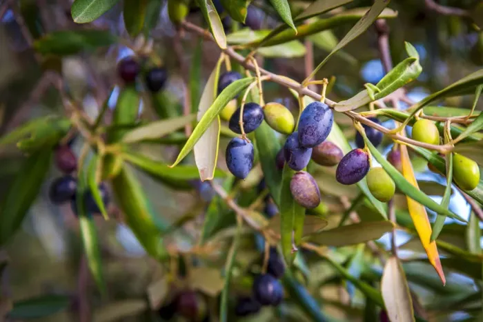 Framed Print : europe, Italy, Apulia. A branch full of nearly ripe olives near to Ostuni Framed Print : europe, Italy, Apulia. A branch full of nearly ripe olives near to Ostuni