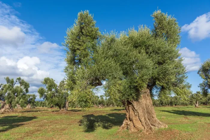 Framed Print : europe, Italy, Apulia. In an olive grove of the millenary olive trees near to Ostuni Framed Print : europe, Italy, Apulia. In an olive grove of the millenary olive trees near to Ostuni