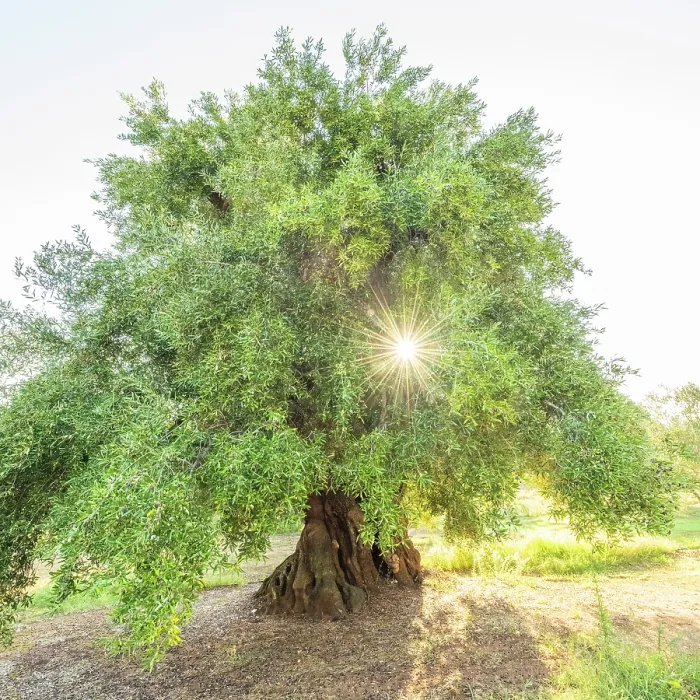 Framed Print : Europe, Italy, Apulia. One of the thousand years old olive trees in the olive groves near to Ostuni at sunrise Framed Print : Europe, Italy, Apulia. One of the thousand years old olive trees in the olive groves near to Ostuni at sunrise