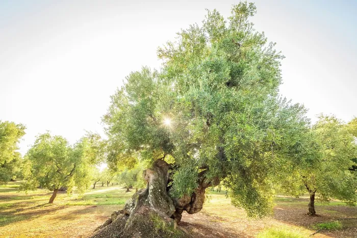 Framed Print : Europe, Italy, Apulia. One of the thousand years old olive trees in the olive groves near to Ostuni at sunrise Framed Print : Europe, Italy, Apulia. One of the thousand years old olive trees in the olive groves near to Ostuni at sunrise