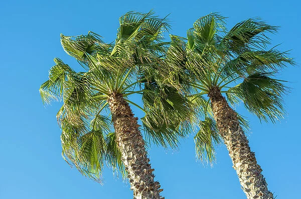 Europe, Italy, Bordighera. Palm trees in the afternoon sun on the beach promenade of Bordighera