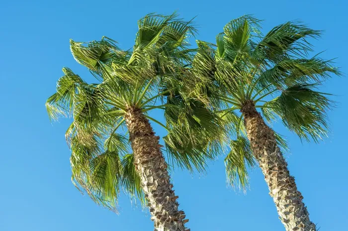 Framed Print : Europe, Italy, Bordighera. Palm trees in the afternoon sun on the beach promenade of Bordighera Framed Print : Europe, Italy, Bordighera. Palm trees in the afternoon sun on the beach promenade of Bordighera