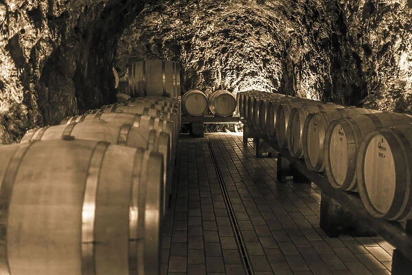Europe, Italy, Campania. The wine cellar of Marisa Cuomo in Furore