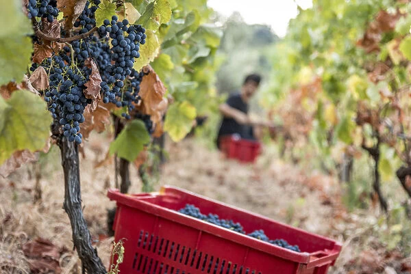 europe, Italy, Cinque Terre. Grape harvest in Vernazza