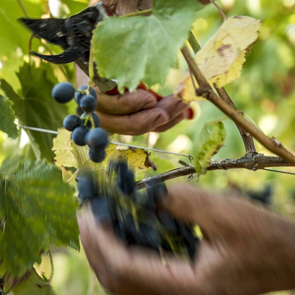 europe, Italy, Cinque Terre. Grape harvest in Vernazza
