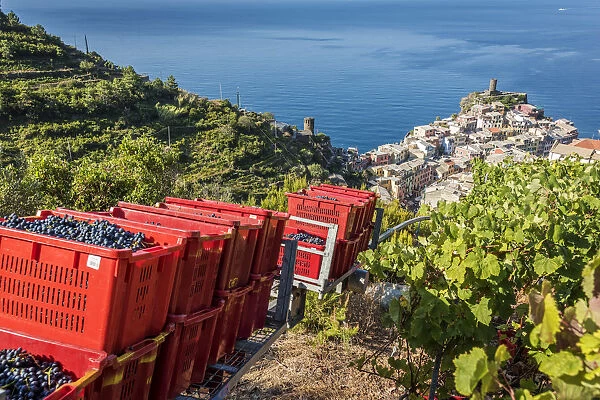 Europe, Italy, Cinque Terre. View of Vernazza at grape harvesting time