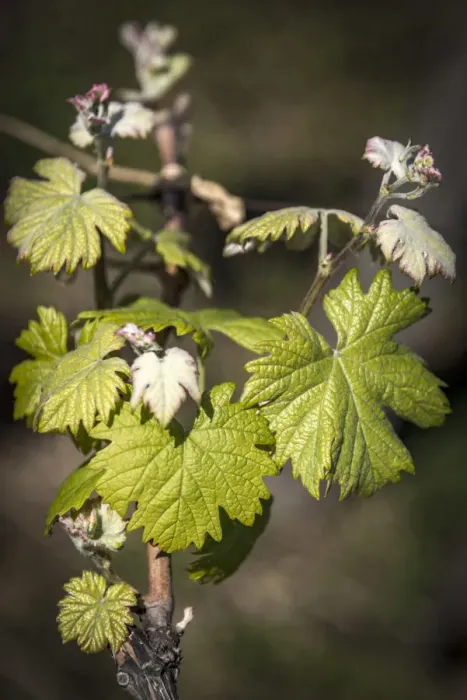 Framed Print : Europe, Italy, Cinque Terre. A young grape vine in springtime Framed Print : Europe, Italy, Cinque Terre. A young grape vine in springtime