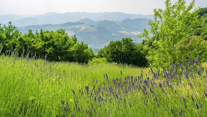 Framed Print : europe, Italy, Emilia-Romagna, A lavender field near the Via degli Dei in the Apennine Mountains