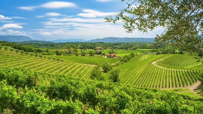 Framed Print : Europe, Italy, Friuli. The Collio area near Cormons and in the vineyards of Russiz Framed Print : Europe, Italy, Friuli. The Collio area near Cormons and in the vineyards of Russiz