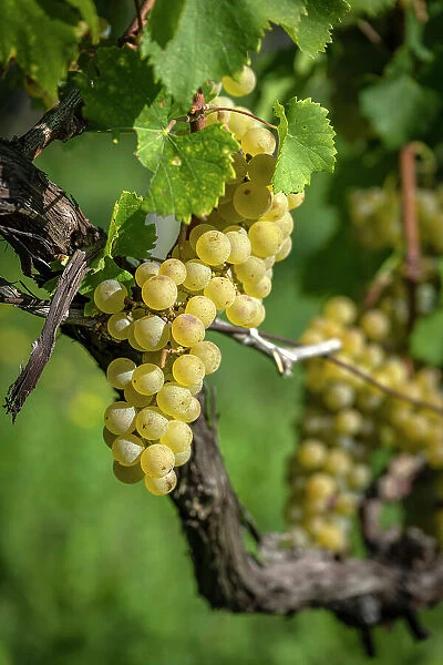 europe, Italy, Friuli Venezia Giulia. a ripe grape in the Collio area