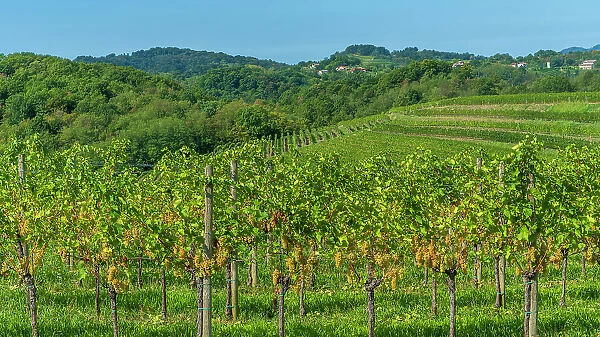 europe, Italy, Friuli Venezia Giulia. a typical landscape of the Collio area, famous for its wines and vineyards