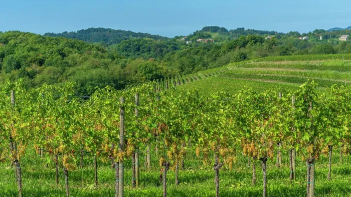 Framed Print : europe, Italy, Friuli Venezia Giulia. a typical landscape of the Collio area, famous for its wines and vineyards Framed Print : europe, Italy, Friuli Venezia Giulia. a typical landscape of the Collio area, famous for its wines and vineyards