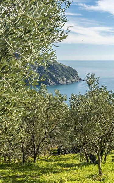 Europe, Italy, Levanto. Olive groves with sea view