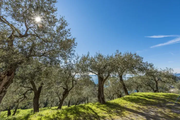 Framed Print : Europe, Italy, Levanto. Olive groves with sea view