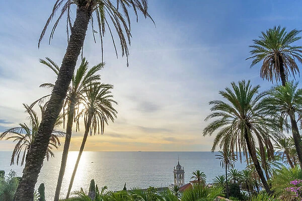 Europe, Italy, Liguria. Bordighera, the palm grove at the beginning of the Beodo footpath