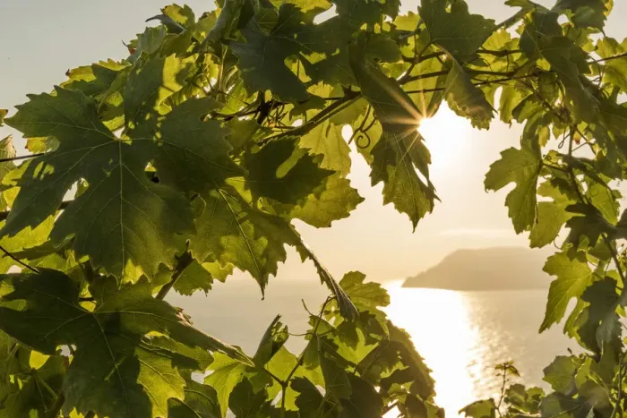 Framed Print : europe, italy, Liguria, Cinque Terre. Sunset in the vineyards of Manarola Framed Print : europe, italy, Liguria, Cinque Terre. Sunset in the vineyards of Manarola