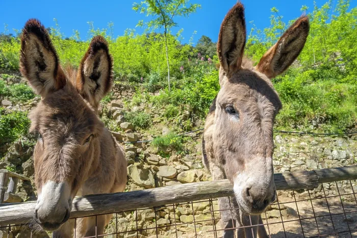 Framed Print : europe, Italy, Liguria. Cinque Terre. 2 donkeys in a garden Framed Print : europe, Italy, Liguria. Cinque Terre. 2 donkeys in a garden
