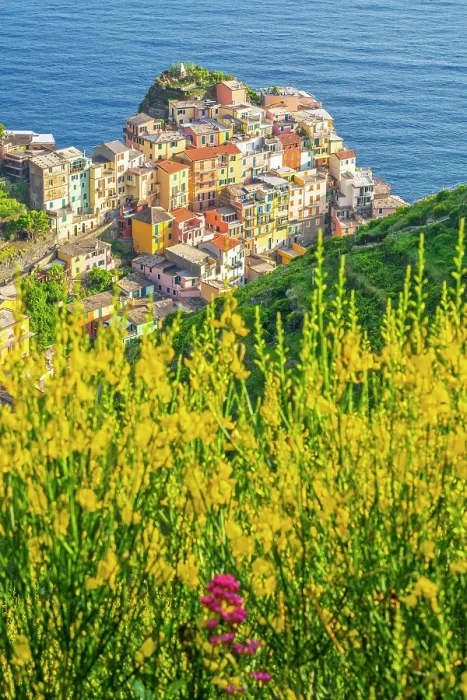 Framed Print : europe, Italy, Liguria. Cinque Terre. View of Manarola in springtime with flowering broom Framed Print : europe, Italy, Liguria. Cinque Terre. View of Manarola in springtime with flowering broom