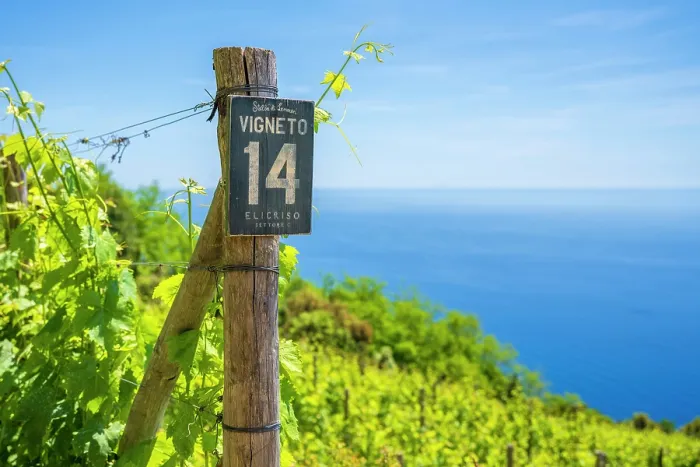 Framed Print : europe, Italy, Liguria. Cinque Terre. a vineyard above Riomaggiore with a view over the mediterranean sea Framed Print : europe, Italy, Liguria. Cinque Terre. a vineyard above Riomaggiore with a view over the mediterranean sea