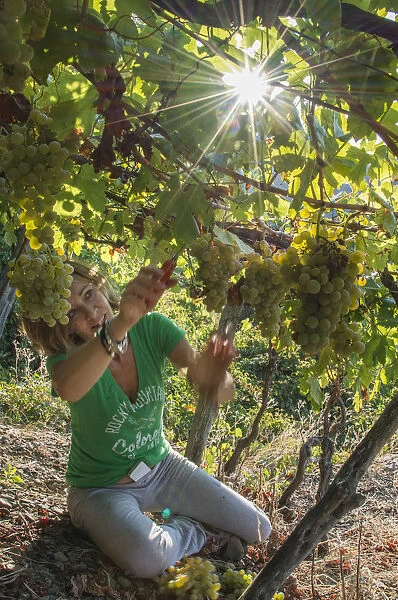 Europe, italy, Liguria. Grape harvest at Cinque Terre