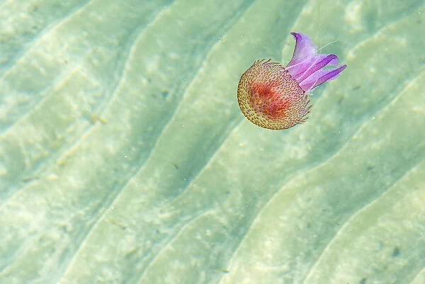 Europe, Italy. Liguria. Jellyfish in the mediterranean sea