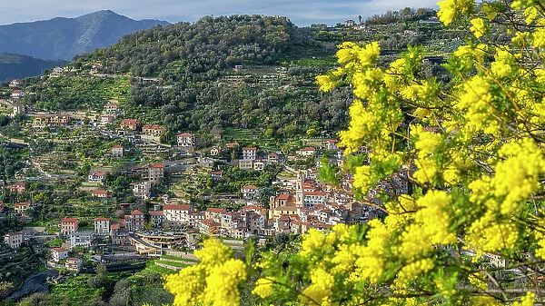 Europe, Italy, Liguria. The little village of Vallebona in the hills above Bordighera seen from the footpath. A Mimose in the foreground