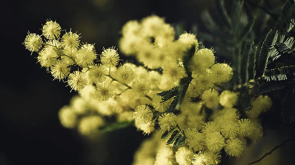 Europe, Italy, Liguria. A Macro Picture of a mimosa, a typical ornamental plant of the Ligurian Riviera in winter time