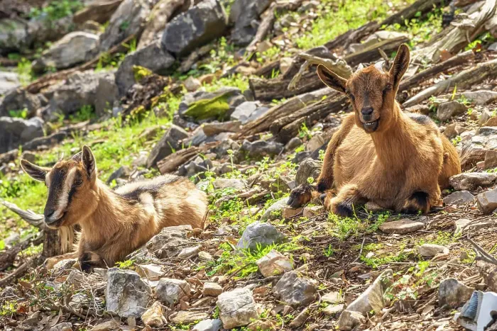 Framed Print : Europe, Italy, Liguria. Palmaria island's goats Framed Print : Europe, Italy, Liguria. Palmaria island's goats