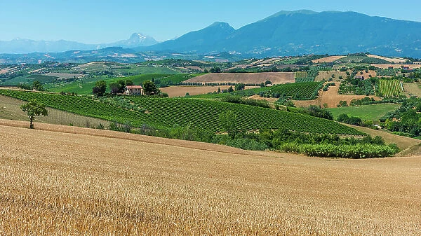 europe, Italy, The Marches. The landscape with vineyards and mountain views near to Offida