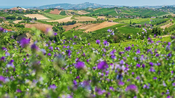 europe, Italy, The Marches. The landscape with vineyards, flowers and mountain views near to Offida