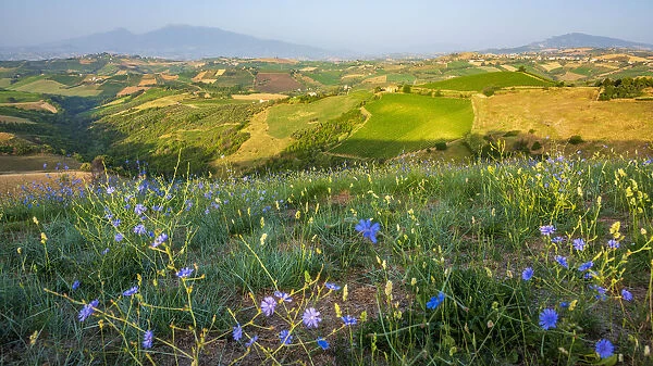 europe, Italy, the Marches. Offida, the view over the hills of the rural area in