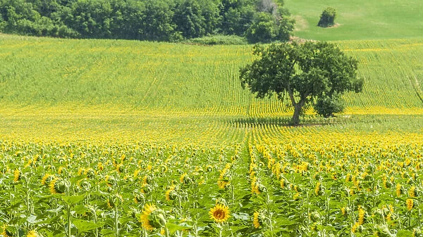 europe, Italy, the Marches. A sunflower field near to the Abbadia di Fiastra