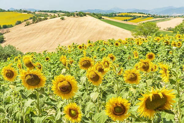 europe, Italy, the Marches. Sunflower field near to the village of Ostra