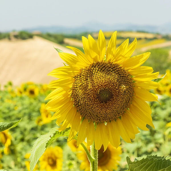 europe, Italy, the Marches. Sunflower field near to the village of Ostra