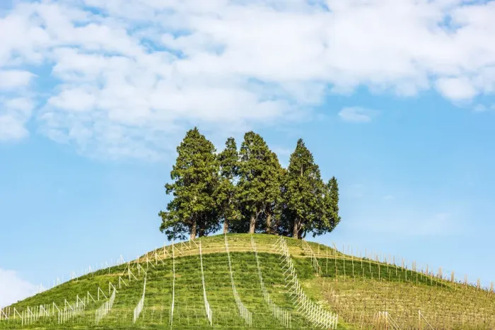 Framed Print : Europe, Italy, Piedmont. A hill in the Roero area Framed Print : Europe, Italy, Piedmont. A hill in the Roero area