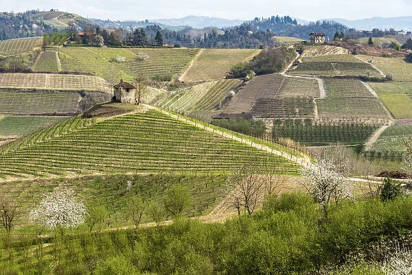 Europe, Italy, Piedmont. Springtime in the Roero