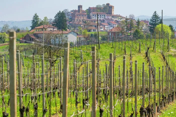 Framed Print : Europe, Italy, Piedmont. The village of Roddi, famous for its castle and the university for truffle hunting dogs, and the wine