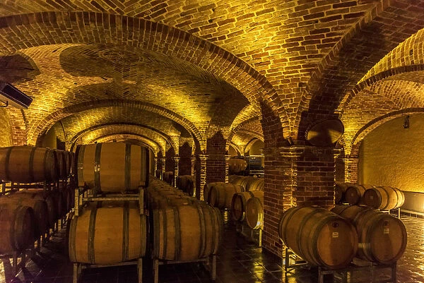 Europe, Italy, Piedmont. A wine cellar in the Roero