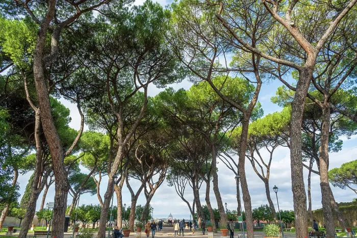 Framed Print : Europe, Italy, Rome. View through the Orange Garden (Giardino degli Aranci) on Aventine hill towards the cupola of San Pietro, Saint Peter's Framed Print : Europe, Italy, Rome. View through the Orange Garden (Giardino degli Aranci) on Aventine hill towards the cupola of San Pietro, Saint Peter's