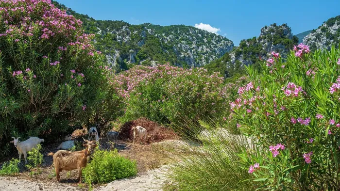 Framed Print : Europe, Italy, Sardinia. The footpath near to Cala Luna towards the mountains Framed Print : Europe, Italy, Sardinia. The footpath near to Cala Luna towards the mountains