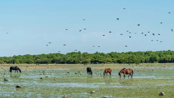 Framed Print : Europe, Italy, Sardinia. The Giara di Gesturi and its wild horses
