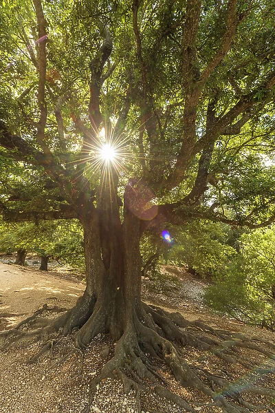 Europe, Italy, Sardinia. An old oak tree in the afternoon light