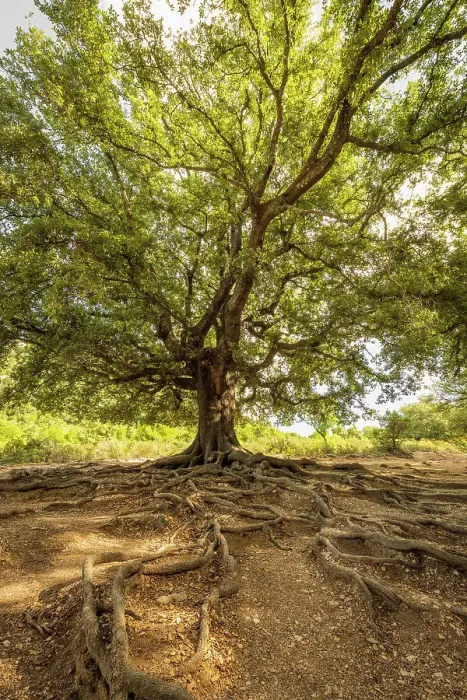 Framed Print : Europe, Italy, Sardinia. An old oak tree with exposed roots