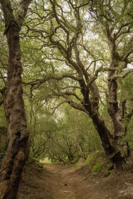 Framed Print : Europe, Italy, Sicily, Caltagirone. Footpath through a forest of cork oaks in the Bosco di Santo Pietro
