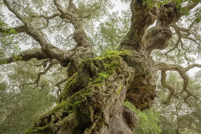 Framed Print : Europe, Italy, Sicily, Caltagirone. Cork oak in the Bosco di Santo Pietro Framed Print : Europe, Italy, Sicily, Caltagirone. Cork oak in the Bosco di Santo Pietro