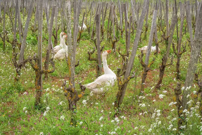 Framed Print : Europe, Italy, Sicily, Caltagirone. Goose in the vineyard Framed Print : Europe, Italy, Sicily, Caltagirone. Goose in the vineyard