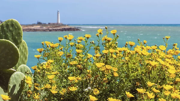 europe, Italy, Sicily. Flowers and the lighthouse in the background on the coast of Torretta Granitola