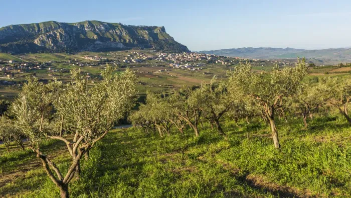 Framed Print : europe, Italy, Sicily. The landscape of Monte Jato, surrounded by olive groves Framed Print : europe, Italy, Sicily. The landscape of Monte Jato, surrounded by olive groves