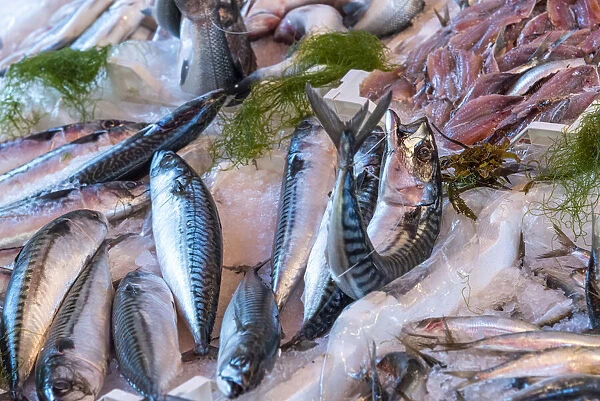 europe, Italy, Sicily. Palermo, fish stand at the market mercato del capo